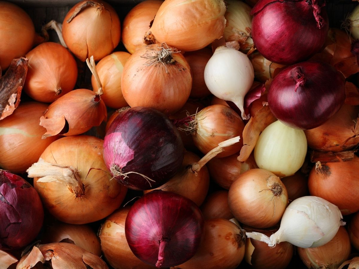 variety of onions