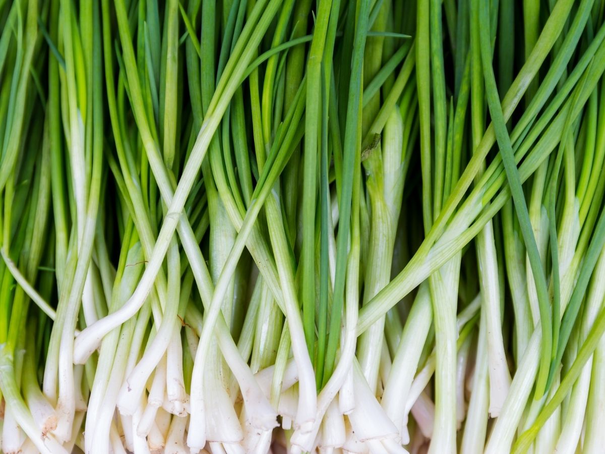 image of bunch of green onion