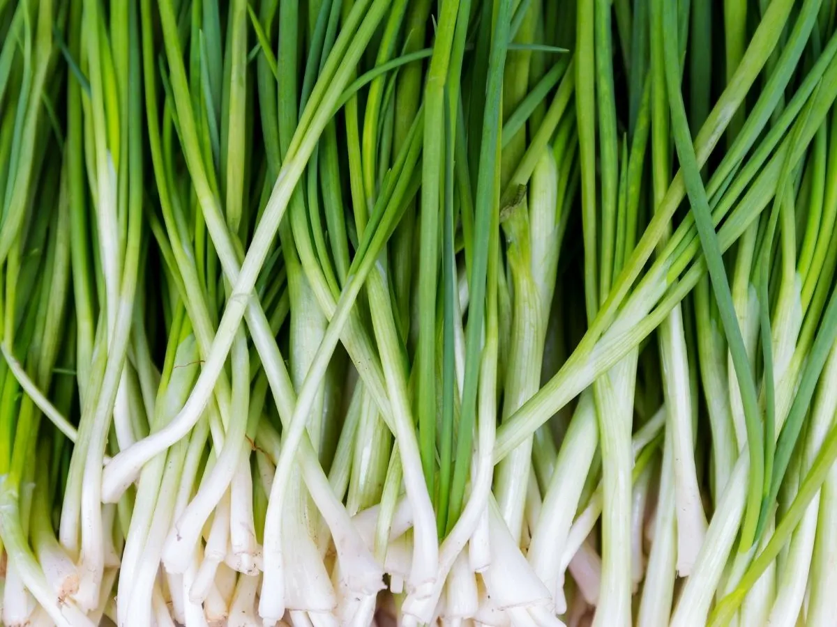 image of bunch of green onion