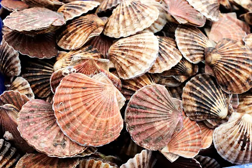 Pile of scallop shells